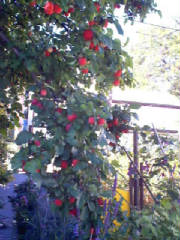 apples1.jpg