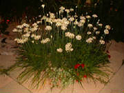 chives.jpg