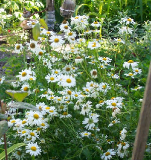 daisies.jpg