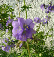 dsc00280.jpg