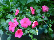 dsc00596.jpg