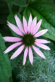 echanacea.jpg
