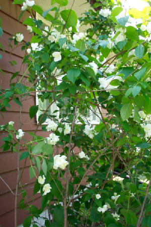 floweringtree1.jpg