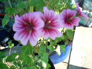 flowers.jpg