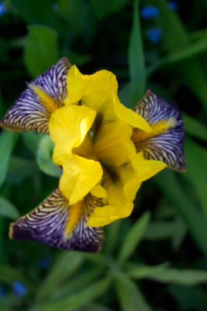 flowerss1.jpg