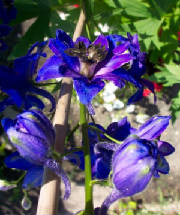 flowerss11.jpg
