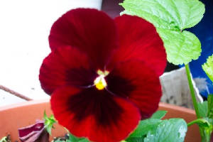 flowerss3.jpg