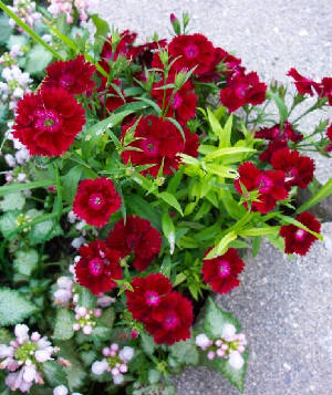 flowerss5.jpg
