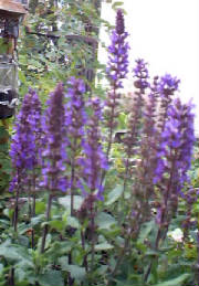 garden14.jpg