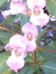 garden6.jpg