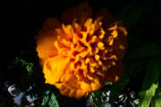 marigold.jpg