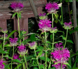 purple.jpg
