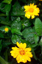 yellow.jpg