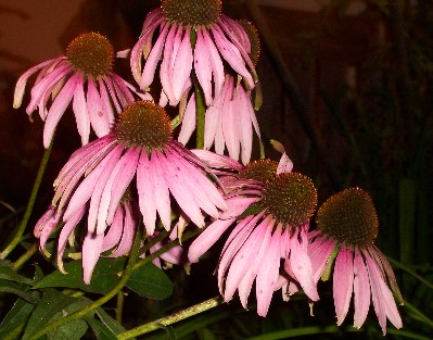 100_2381.jpg