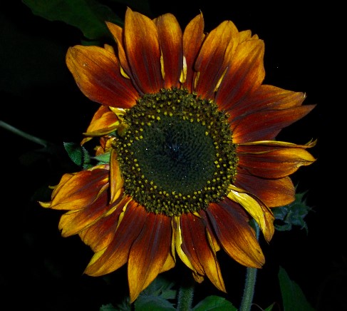 100_2397.jpg