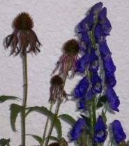 100_2569.jpg