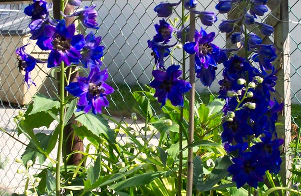 blue.jpg