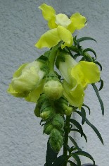 dsc00542.jpg