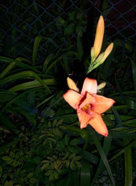 nightlillie.jpg