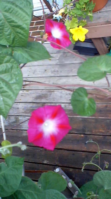 pink.jpg