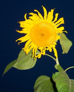 sunflower.jpg