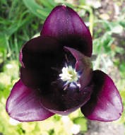 tulip.jpg