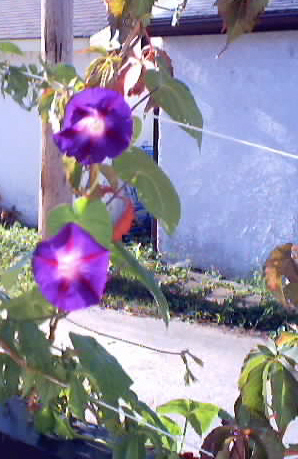 vine11.jpg